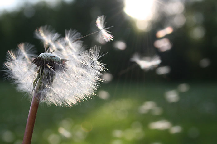 Jak radzić sobie z uciążliwymi objawami alergii podczas pylenia traw?