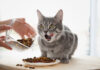 Czy można karmić kota wyłącznie suchą karmą