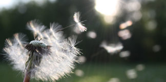 Jak radzić sobie z uciążliwymi objawami alergii podczas pylenia traw?