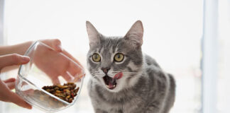 Czy można karmić kota wyłącznie suchą karmą